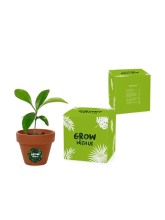 Mini rostoucí sada v krabičce