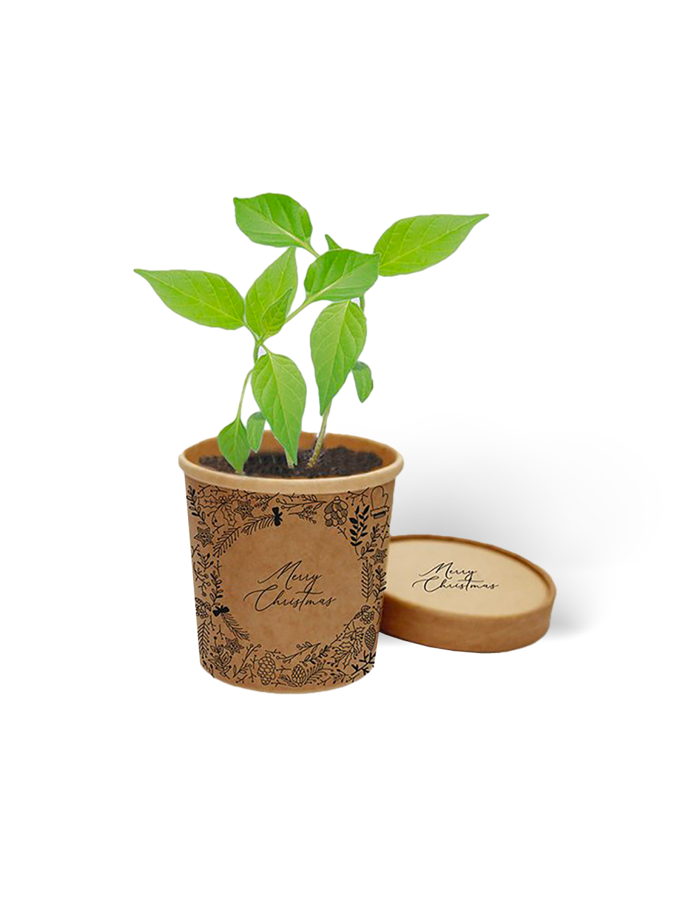 Rostoucí sada v papírovém kelímku