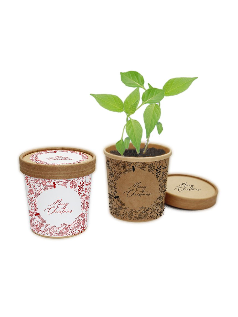 Rostoucí sada v papírovém kelímku